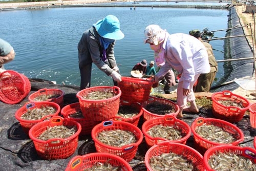 Vietnamese seafood companies silently seeking foreign partners