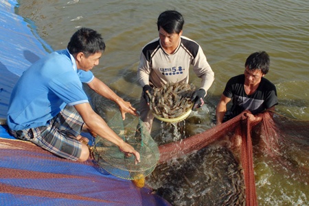 Shrimp exports see sea change