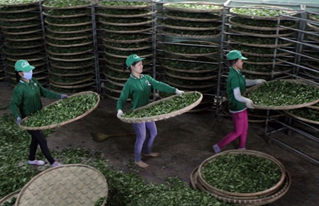 Vietnamese tea exports slump to $186m this year