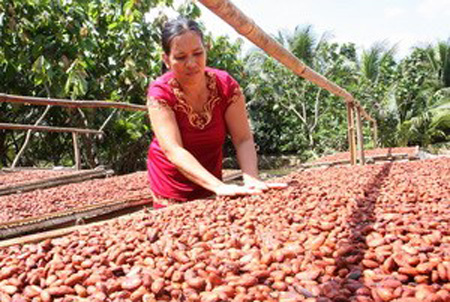 Cocoa industry begins to flourish