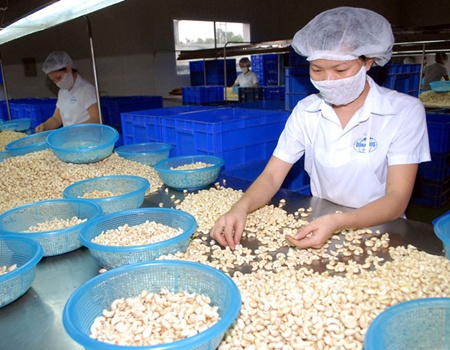 Cashew growth belies problems