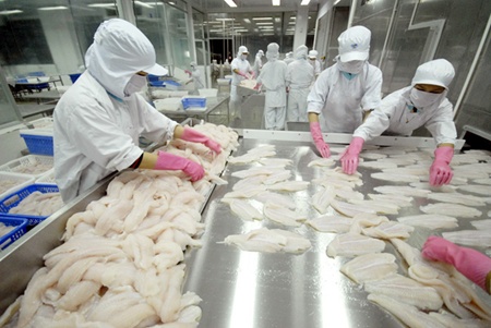 Tra fish exports down as farming area shrinks