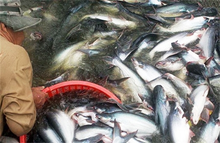 Vietnam plays tough with US over catfish