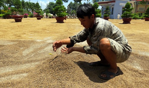 VN urged to stockpile rice as Thailand cuts export prices