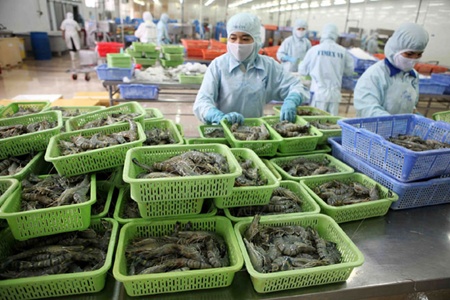 Shrimp exports projected to rise