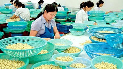 Cashew nut exports to hit $1.8 billion this year