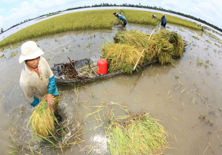 Cambodia feared to be a threat to Vietnam’s rice
