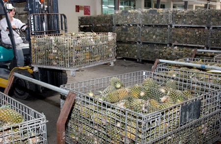 Forecast optimistic for local fruit and vegetable exports