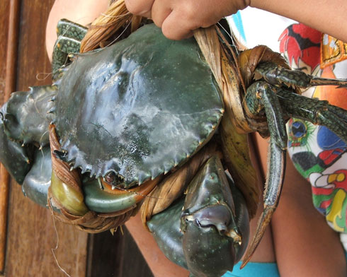 Viet Nam records crab export increases
