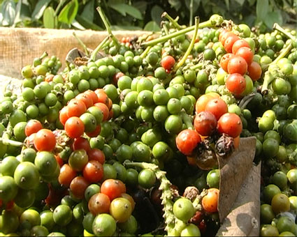 Stable 2014 pepper output predicted