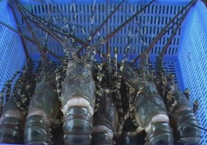 US mulls 25% antidumping tax on Vietnamese shrimp