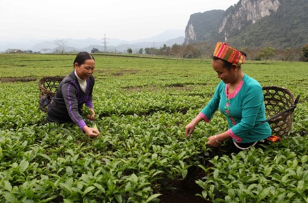 Tea industry urged to adopt VietGAP