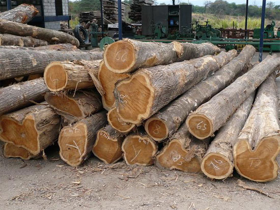Wood product firms need to look closer to home