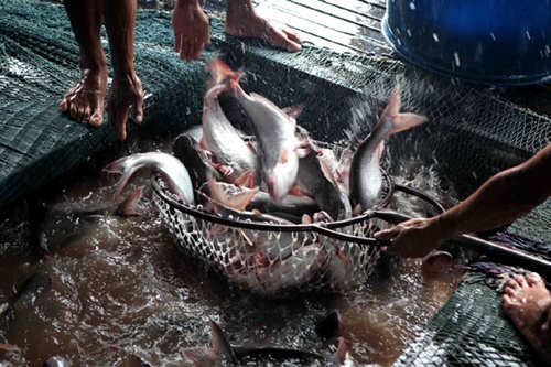 Gov't sets VietGap deadline for tra fish breeders