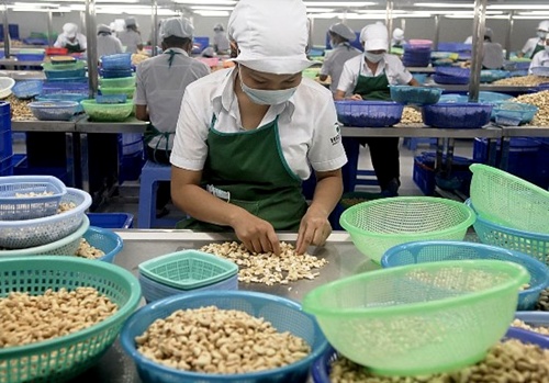 Processors look to develop cashew sector
