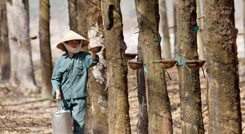 Latex prices plunge, rubber trees axed