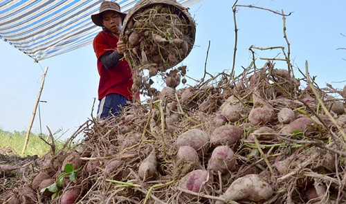 Vietnamese farmers seek to reduce reliance on China with new markets