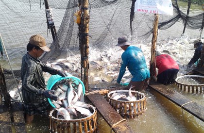 Exporters oppose new gov’t decree on catfish contracts