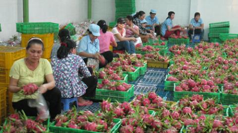 China finds pretext to prevent Vietnamese farm imports