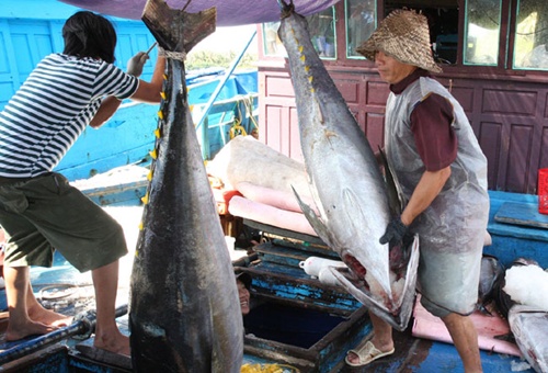 Export target tough task for tuna industry