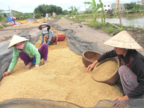 Vietnam to miss benefits of global rice market recovery