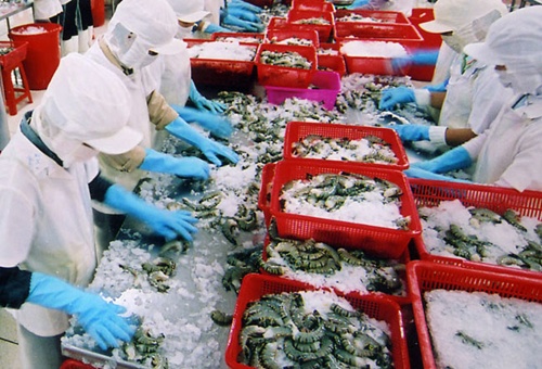 Mekong Delta shrimp exports to rise