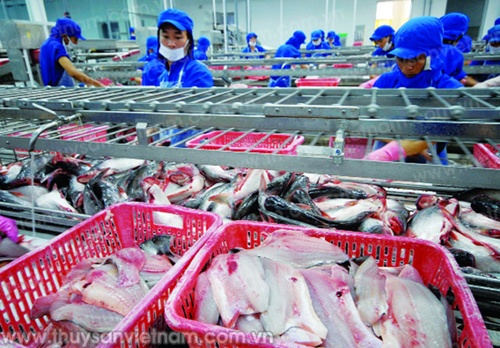 VN targets tra fish supply chain to supply EU market