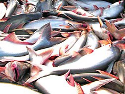 Russia removes cessation to Vietnamese seafood imports