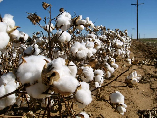 Garment, textile industry faces cotton shortage
