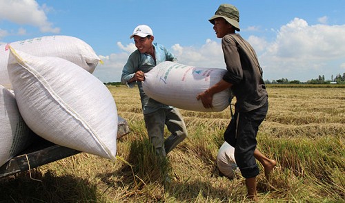 Vietnam experts pinpoint risks when selling rice to China