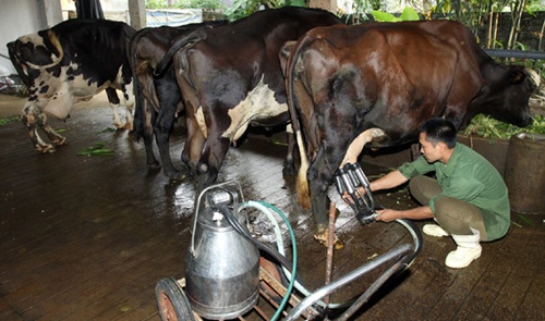 Dairy industry urged to boost cattle numbers