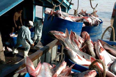 Mekong Delta aims to boost tra fish exports