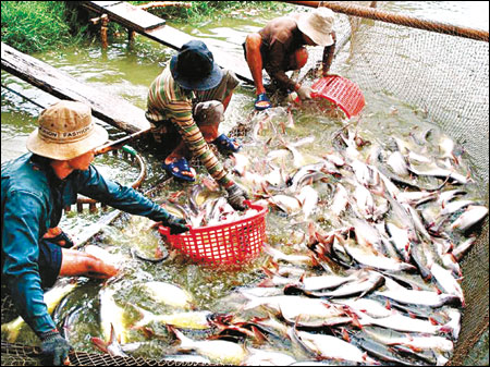 Mekong Delta provinces to cut tra fish farms