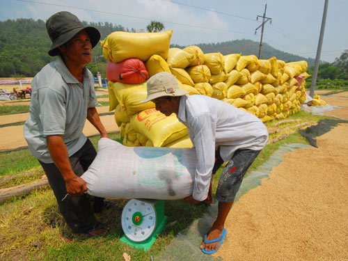 VN rice exports to rise by 6%: FAO