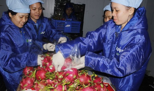 Unfair competition, absence of standardized products hurt Vietnam fruit in strict markets