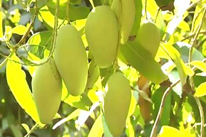 Short supply hits mango exports