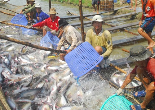 Loans boost tra fish farming