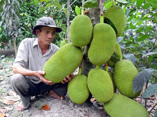 Farmer earns VND700m per year from Thai jackfruit