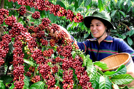 Coffee output expected to crash this year