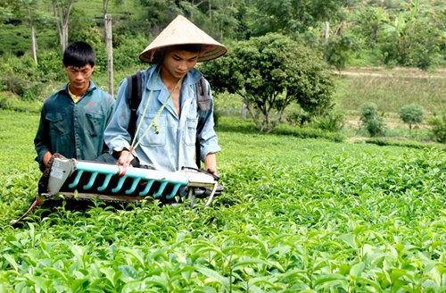 New body to facilitate revival, growth of tea industry