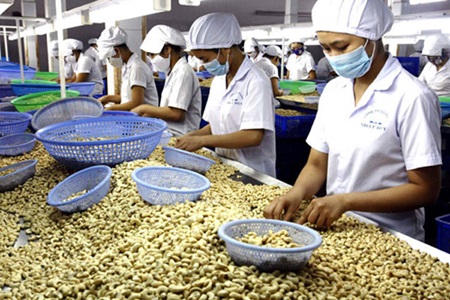 VN cashew exports approach new high