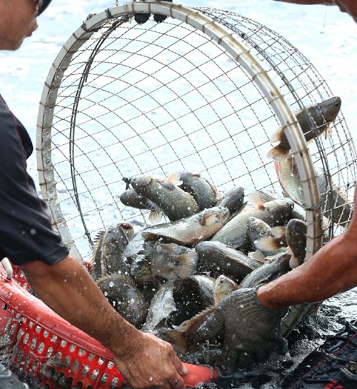 Seafood exports reach $7.9b in 2014
