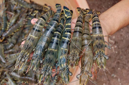 Japan may stop Vietnamese shrimp imports