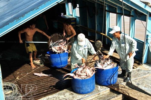 Vietnamese catfish