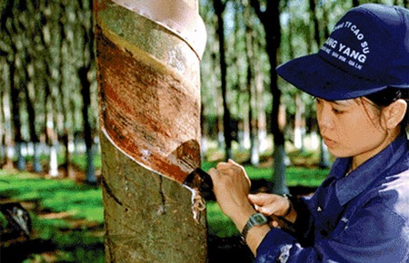 Rubber industry to develop made-in-Viet Nam brand