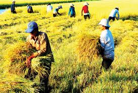 Vietnam’s reliance on imports in agriculture leaves less profit for farmers