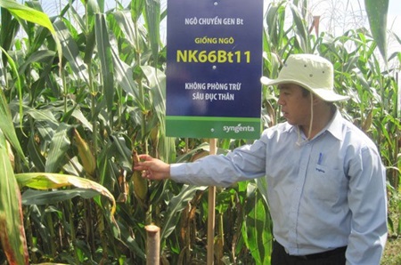 Viet Nam set to grow GM crops