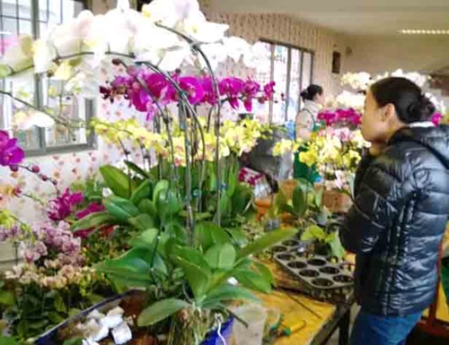 Consumers splash out on imported flowers