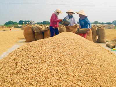 Gov't decision to stockpile rice raises domestic prices