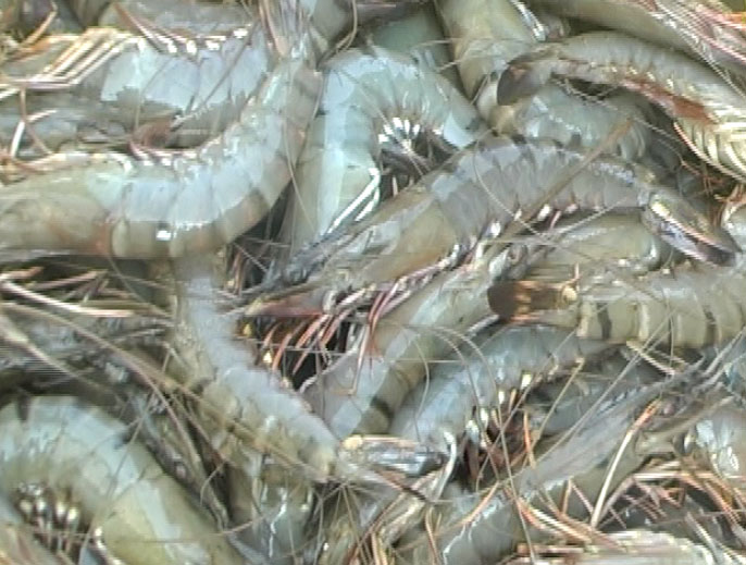 VN's largest shrimp exporter to delist from HoSE